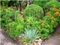 Yucca filamentosa - Cres